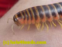 /home//u458753944/public_html/sourcegallery//Insects and small critters/millipedes and centipedes/P1060949.JPG